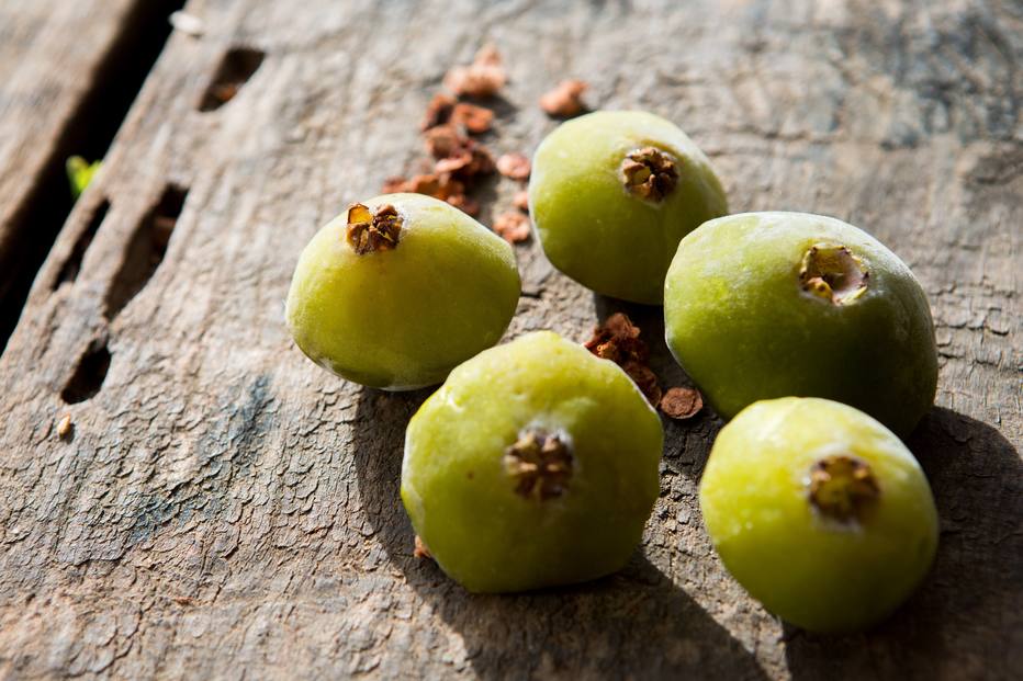 Cambuci Fruta Onde Comprar Em Sp O Que Fazer Com Cambuci Fruta Nativa Da Mata Atlantica Estadao Rota Do Cambuci